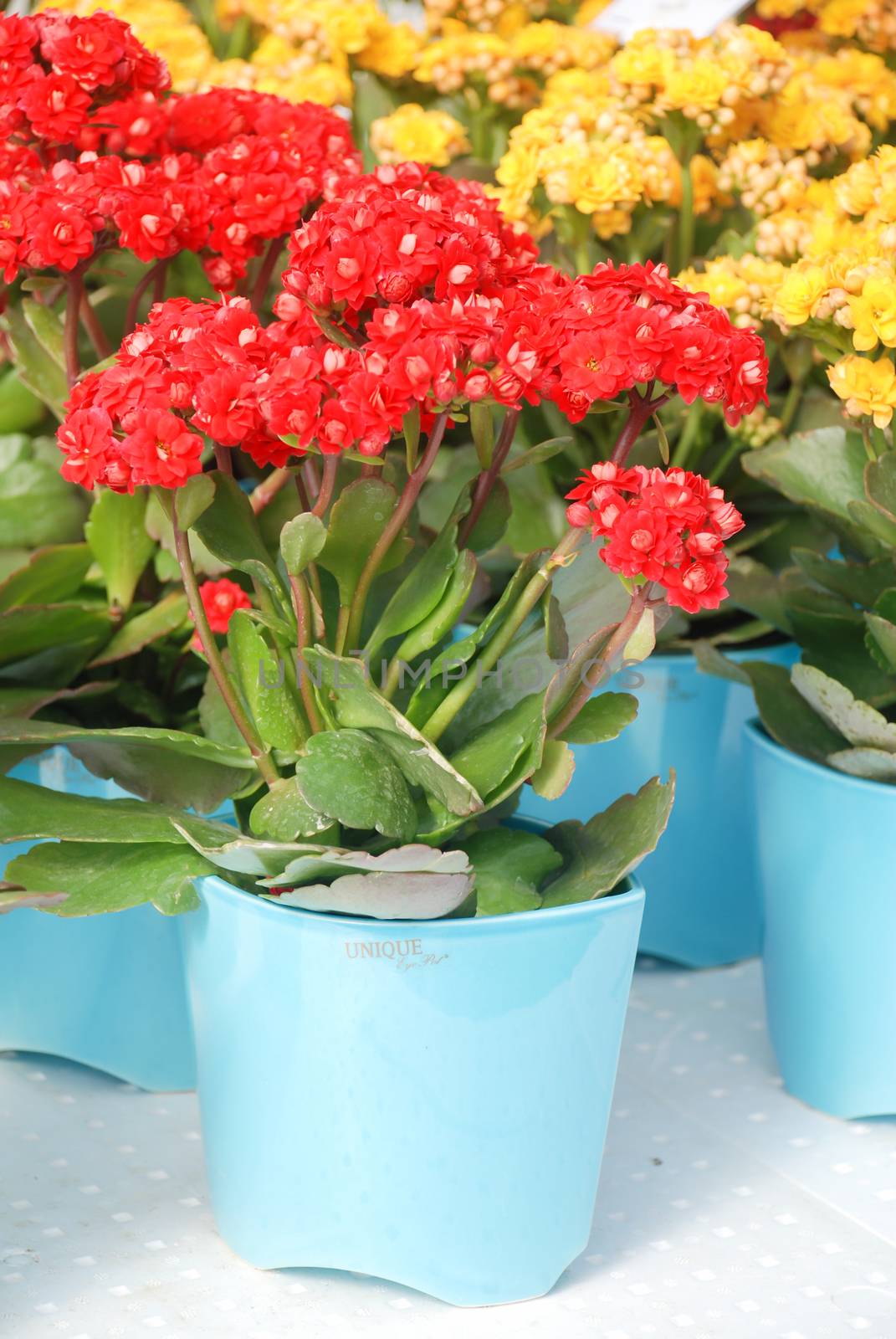 Kalanchoe plant with red flowers, Kalanchoe blossfeldiana, potted Kalanchoe