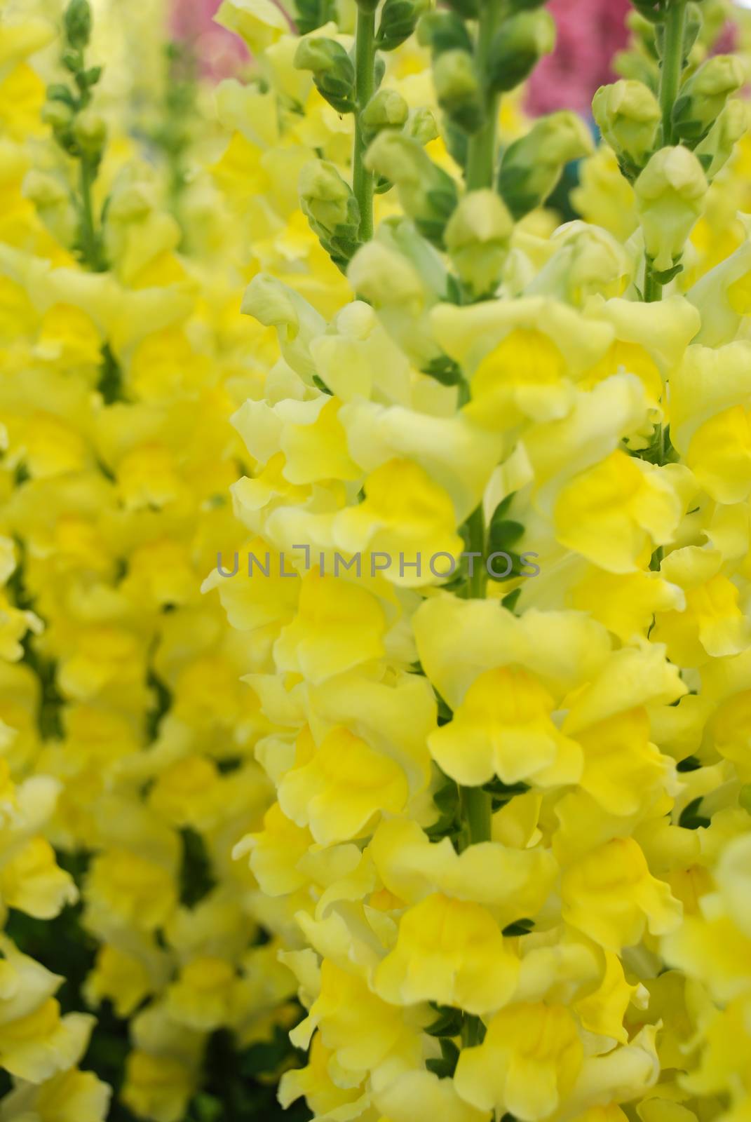 colorful Snap dragon (Antirrhinum majus) blooming in garden background with selectived focus, cut flowers