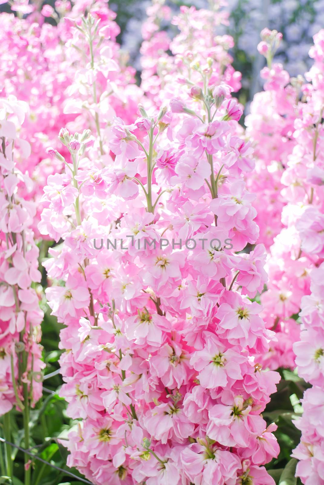 Matthiola incana flower, stock flowers, cut flowers in nursery by yuiyuize