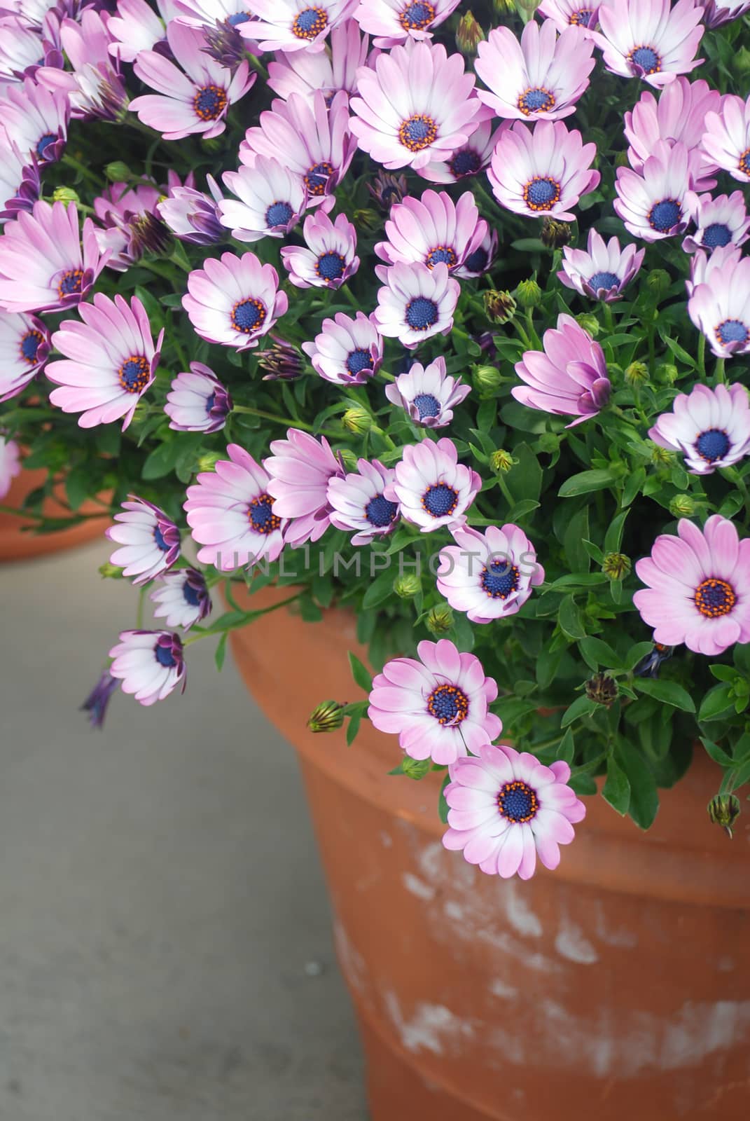 Orange osteospermum or dimorphotheca flowers in the flowerbed by yuiyuize