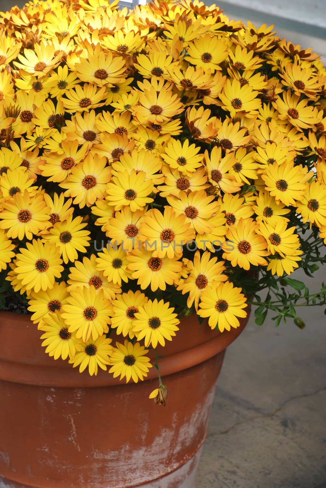 Orange osteospermum or dimorphotheca flowers in the flowerbed by yuiyuize