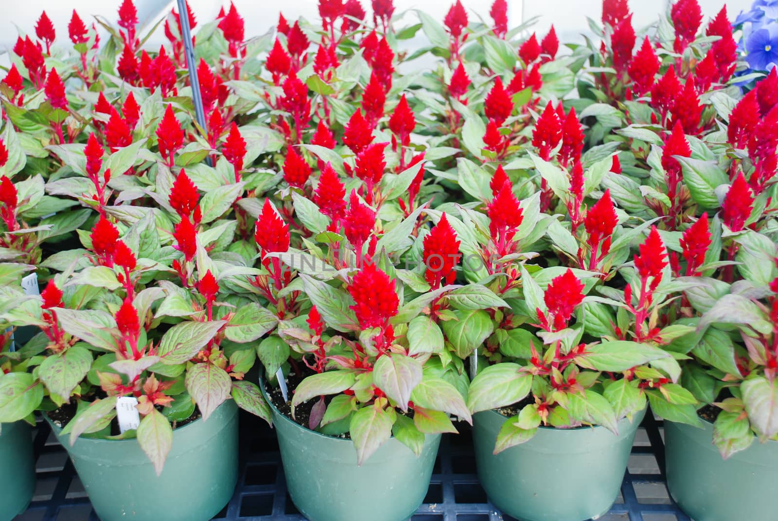 Red Celosia Plumosa in potted, dwarf celosia. Pot plants by yuiyuize