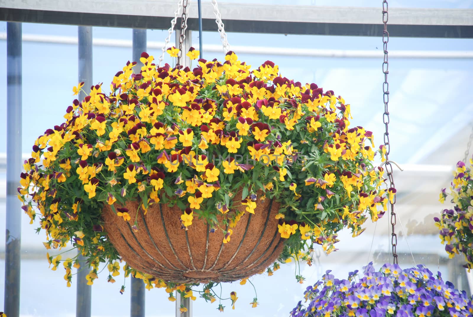 Yellow and Red Flower Pansies closeup of colorful pansy flower, pot plant.