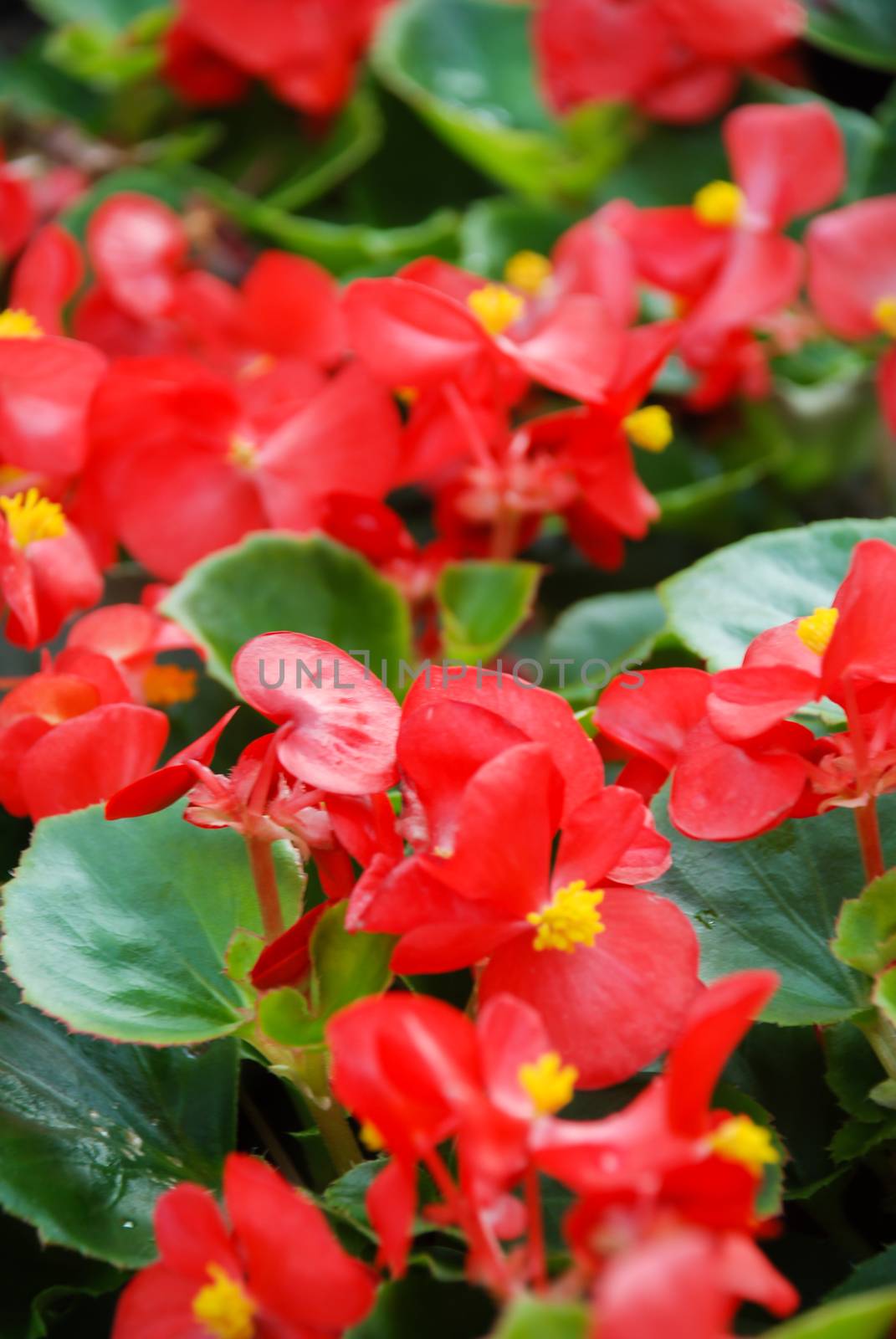 Begonias,semperflorens begonias,in the garden, potted begonia