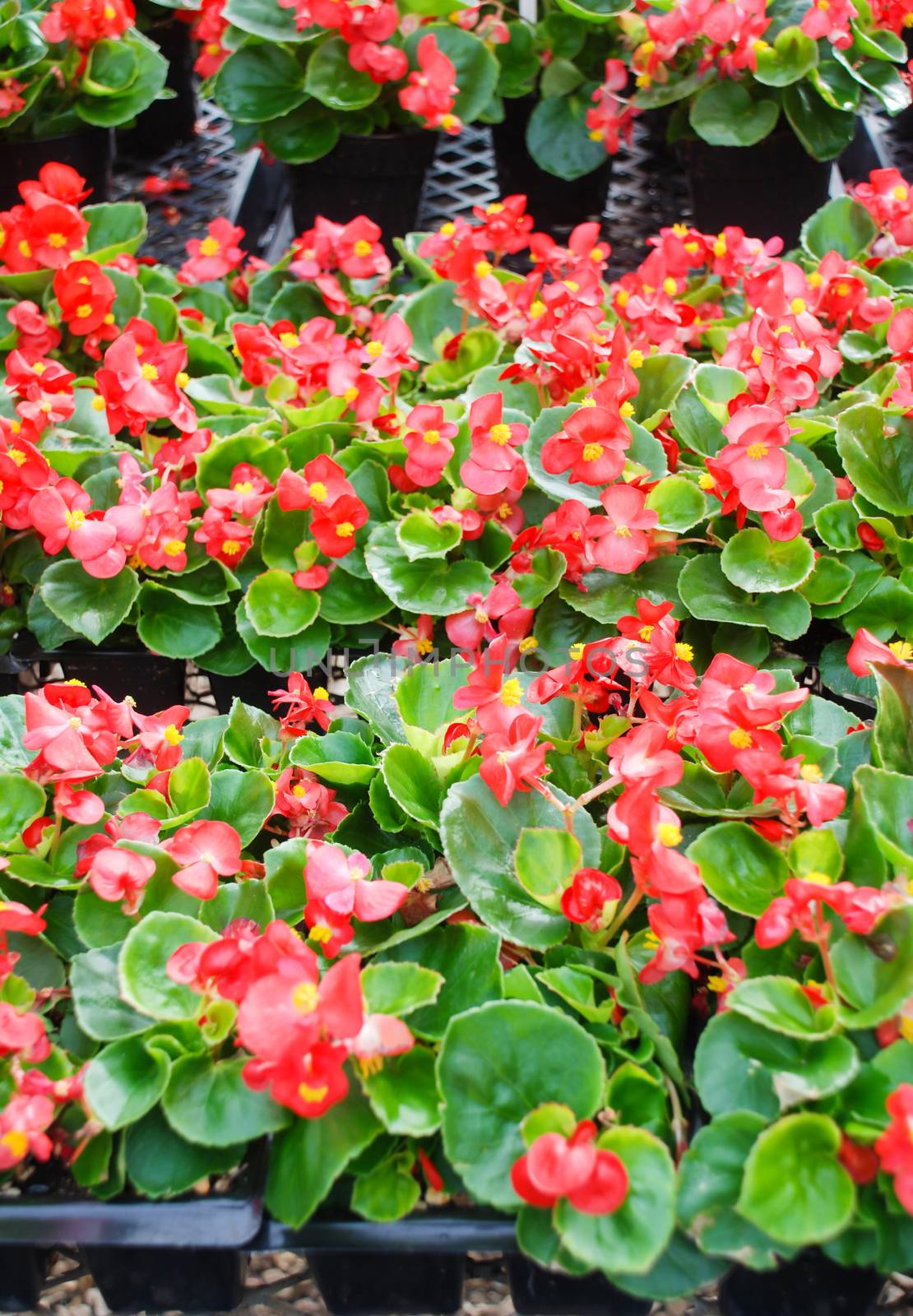 Begonias,semperflorens begonias,in the garden, potted begonia