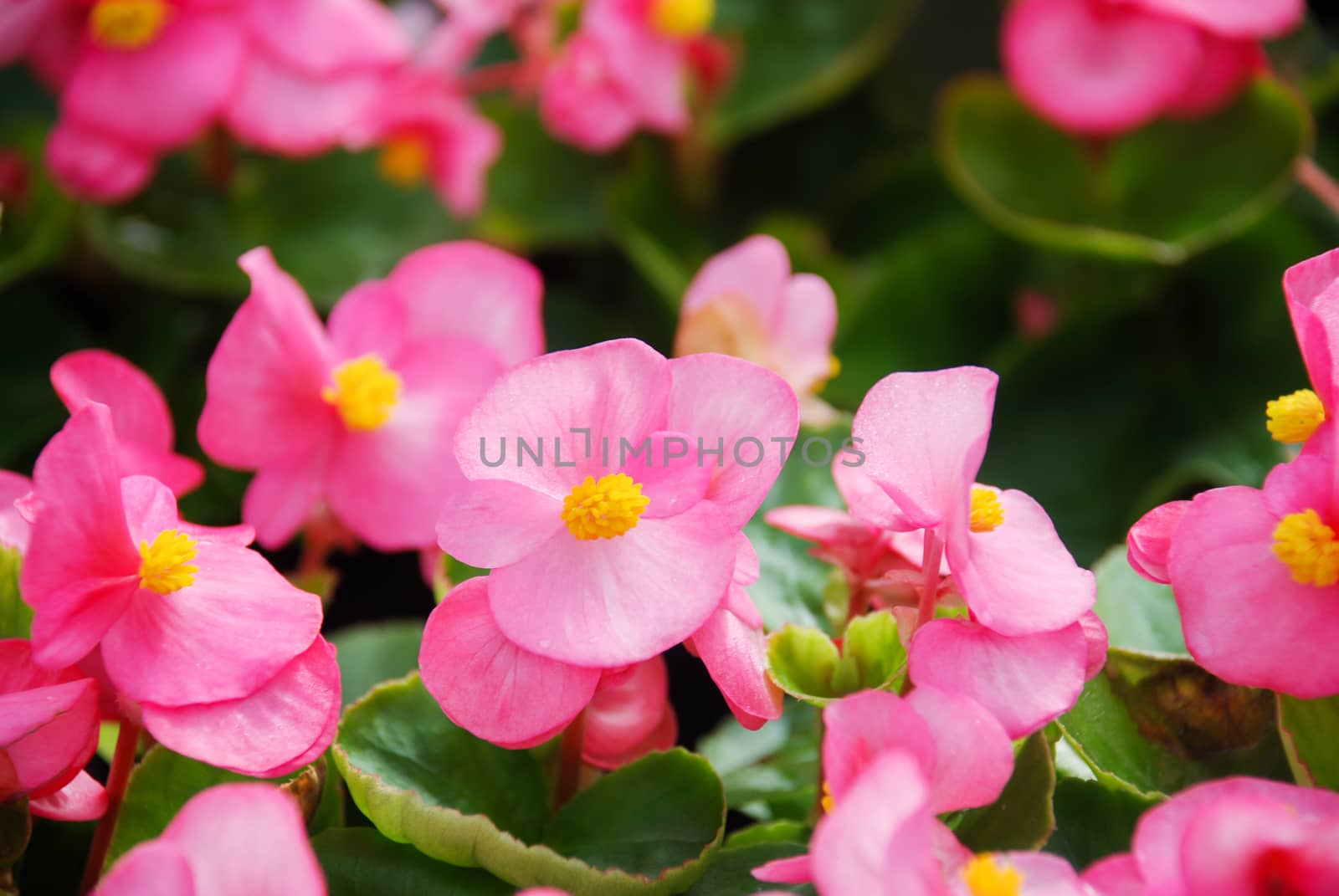 Begonias,semperflorens begonias,in the garden by yuiyuize