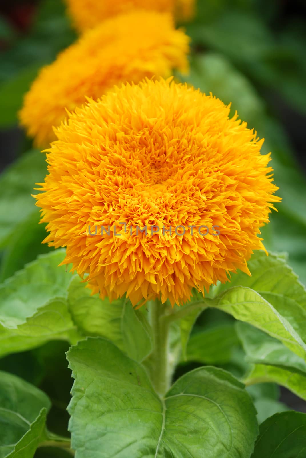 Helianthus annuus, small and potted sunflowers. dwarf helianthus, small flower size