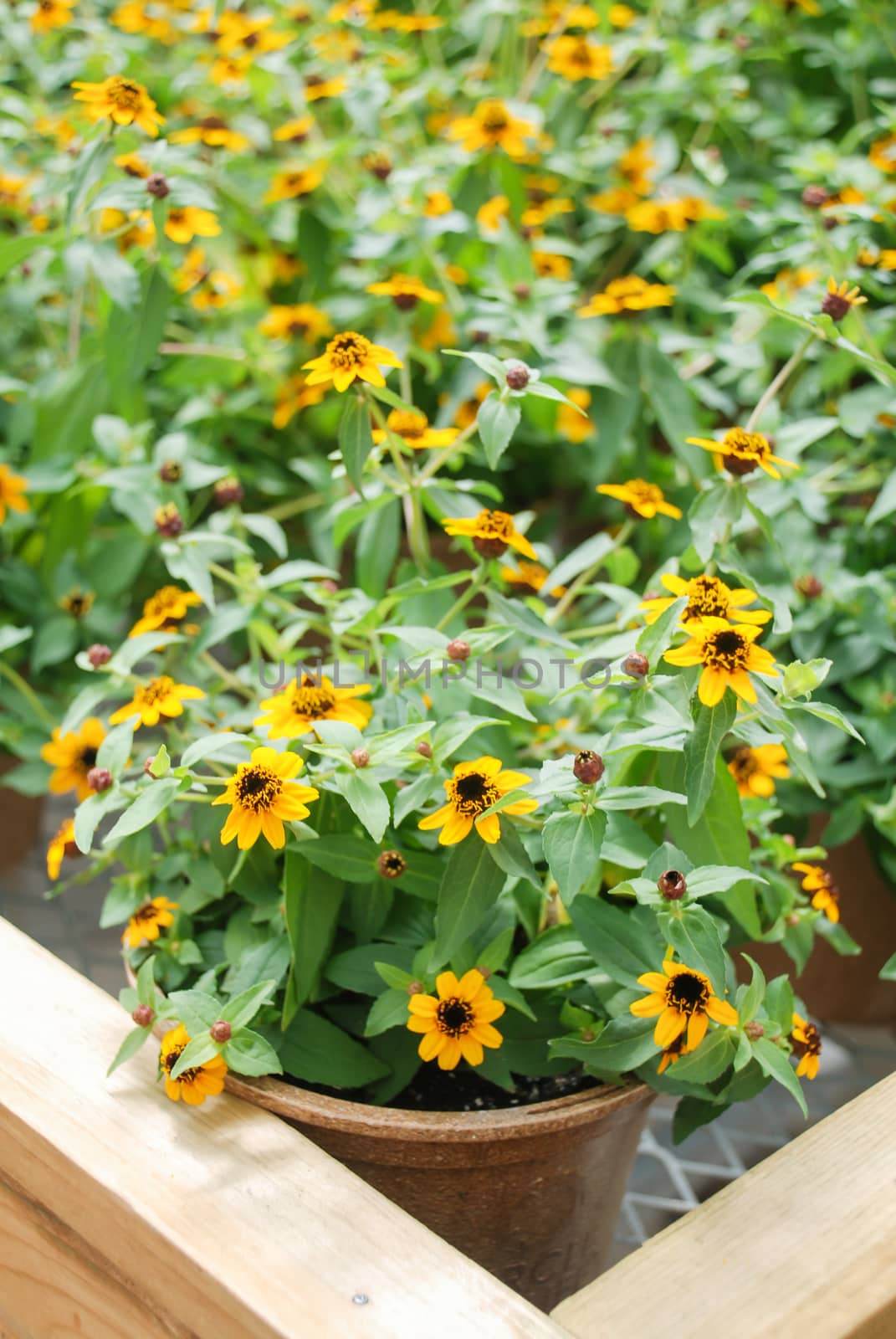 Mini Zinnia growing in a pot with a shallow focus by yuiyuize