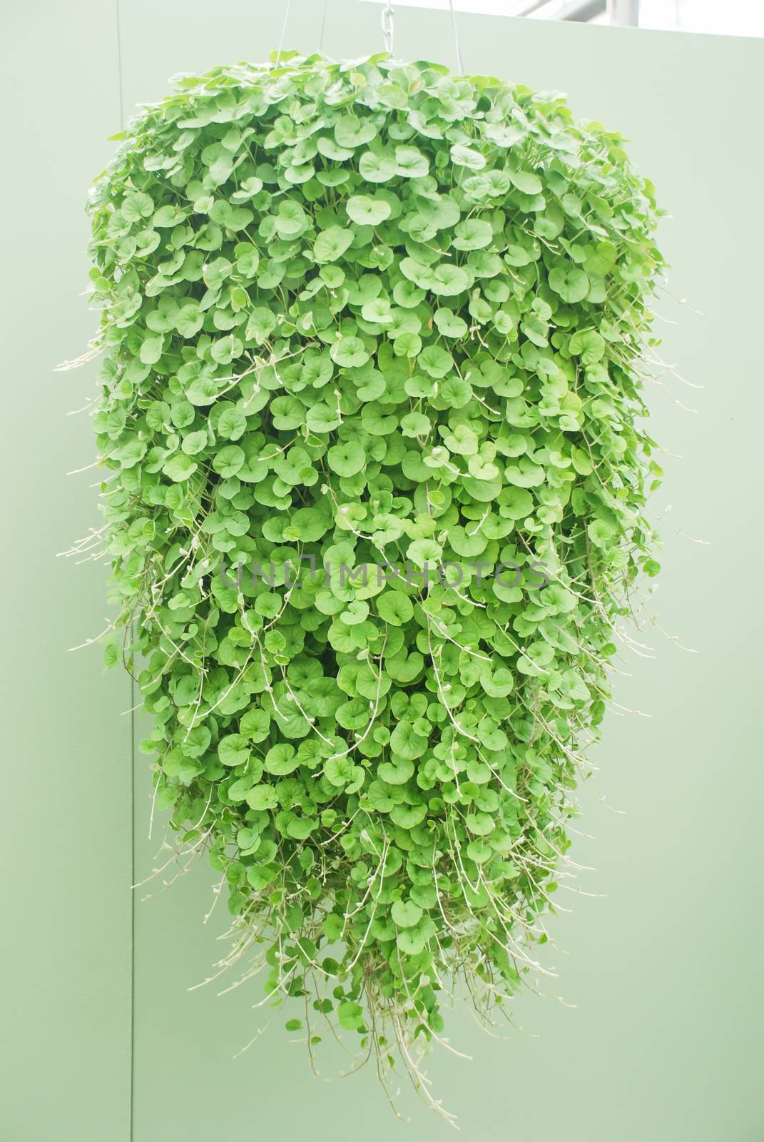 Dichondra Repens plant is grown at the nursery, hanging plants