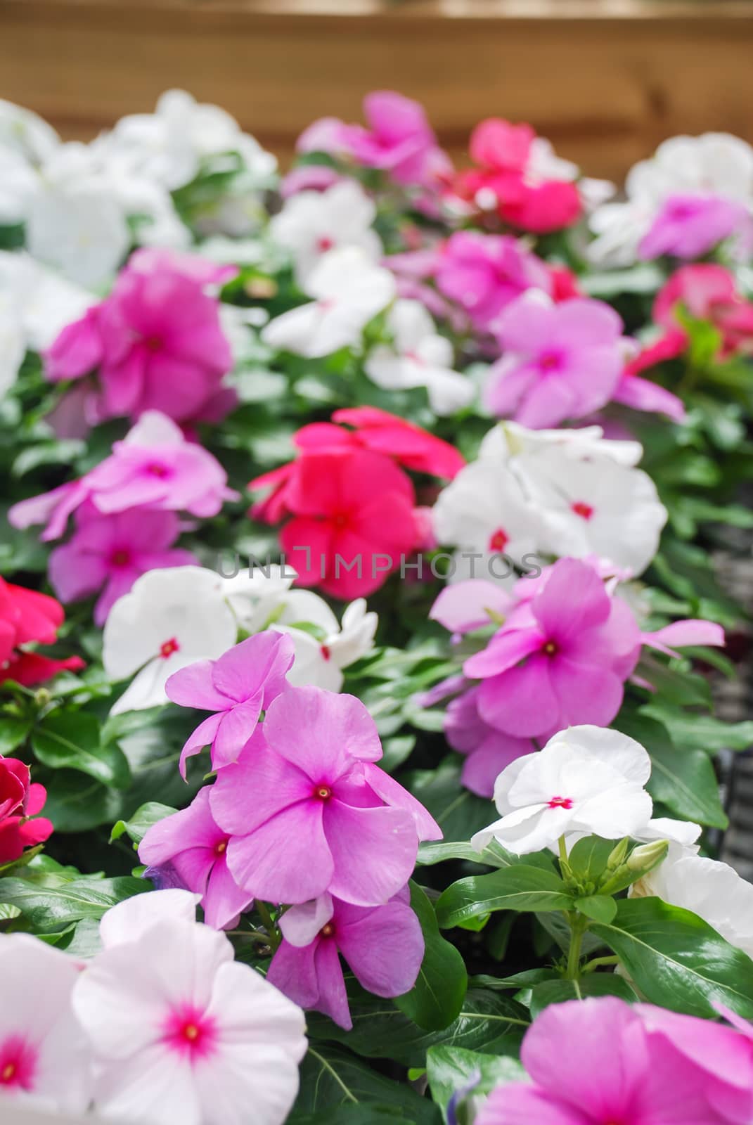 foliage vinca flowers, mixed vinca flowers (madagascar periwinkle), potted vinca