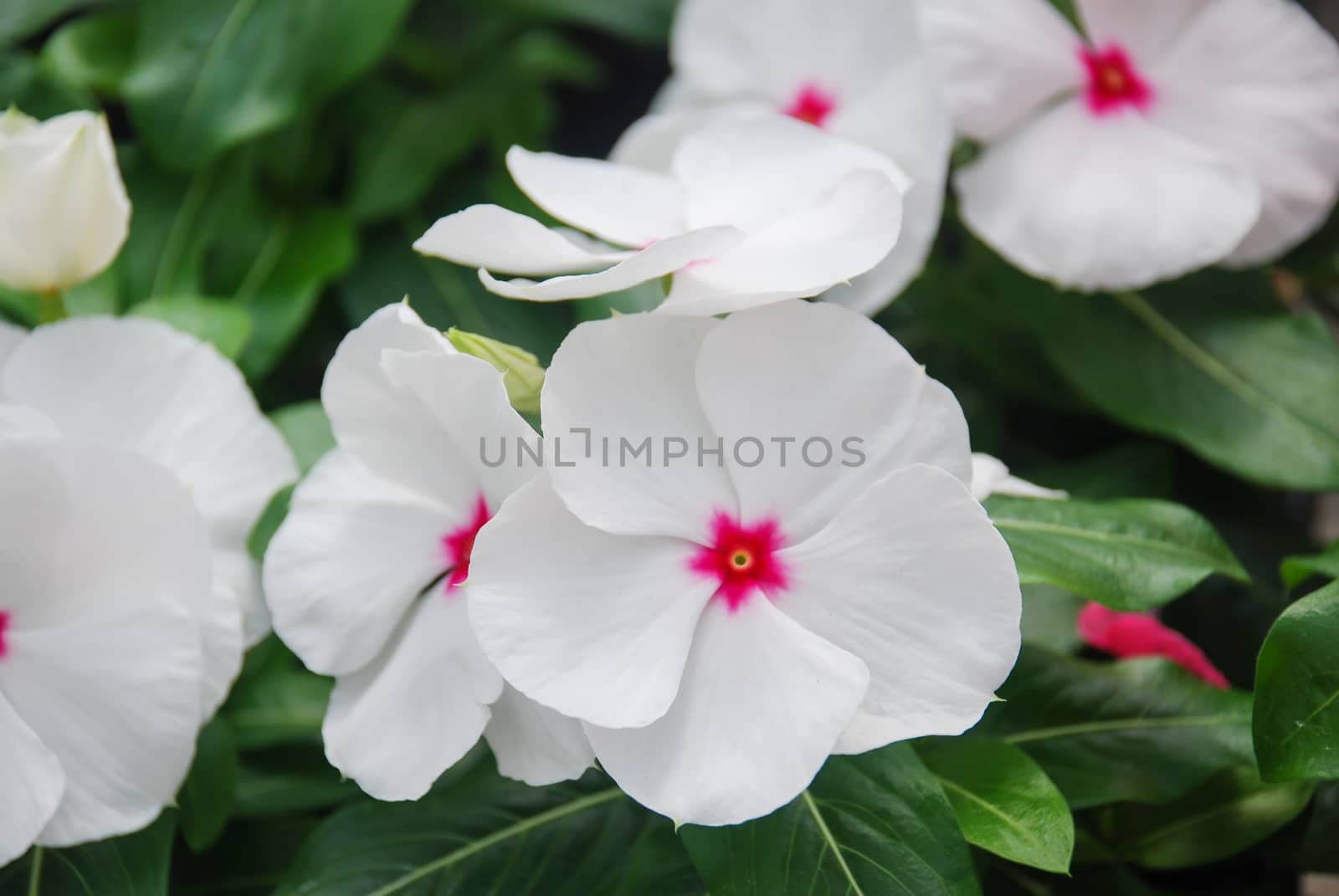 foliage vinca flowers, white vinca flowers (madagascar periwinkle), potted vinca