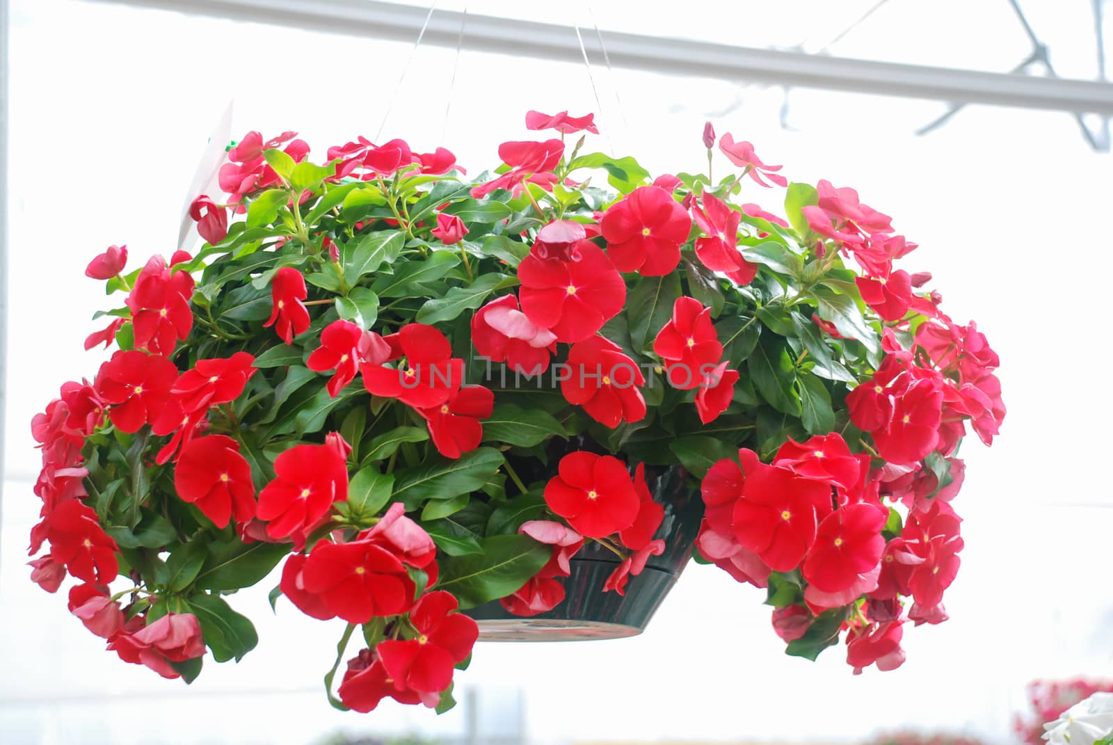 foliage vinca flowers, red vinca flowers (madagascar periwinkle), potted vinca