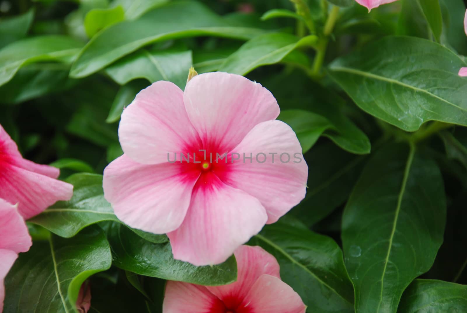 foliage vinca flowers, pink vinca flowers (madagascar periwinkle), potted vinca