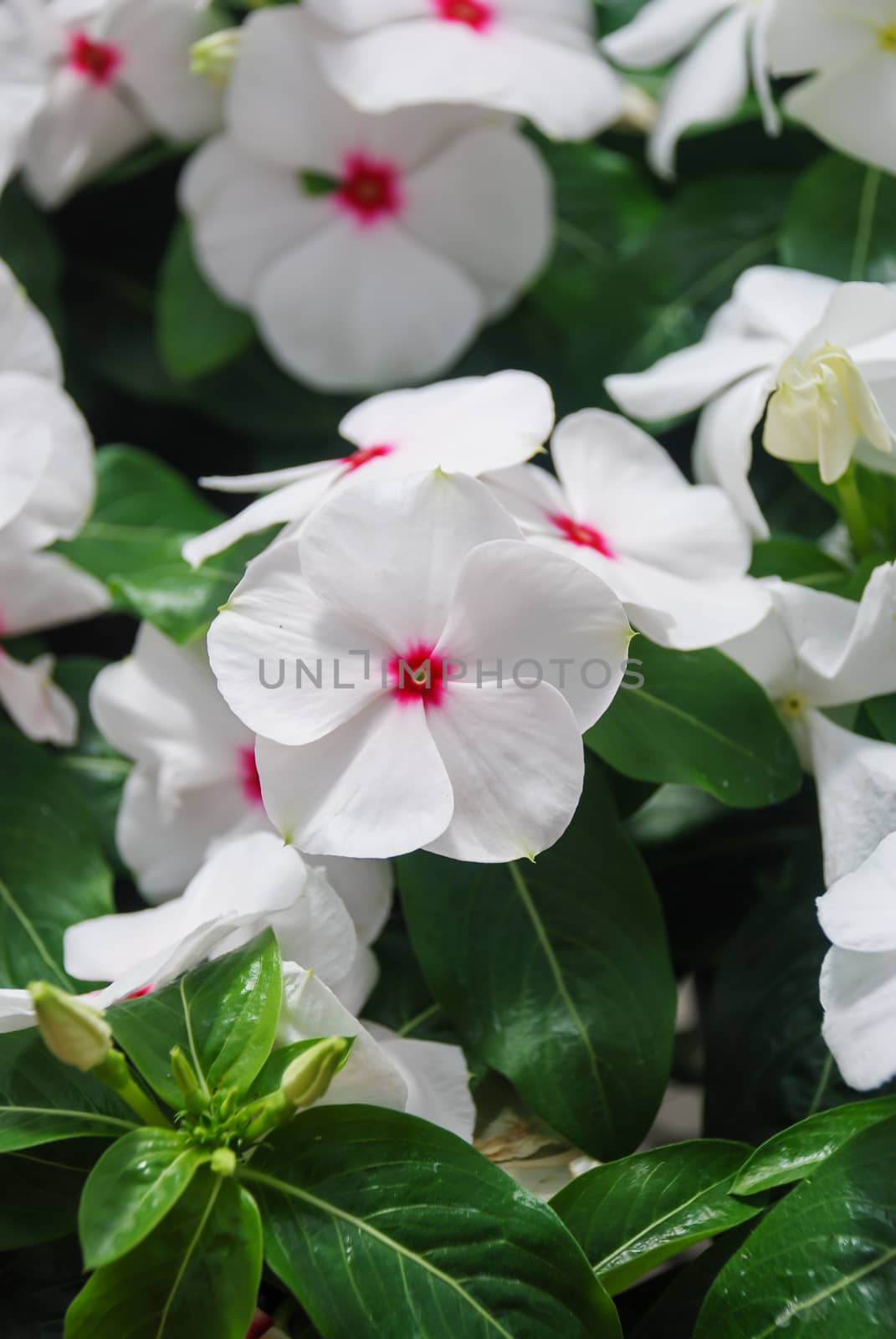 foliage vinca flowers, white vinca flowers (madagascar periwinkle), potted vinca