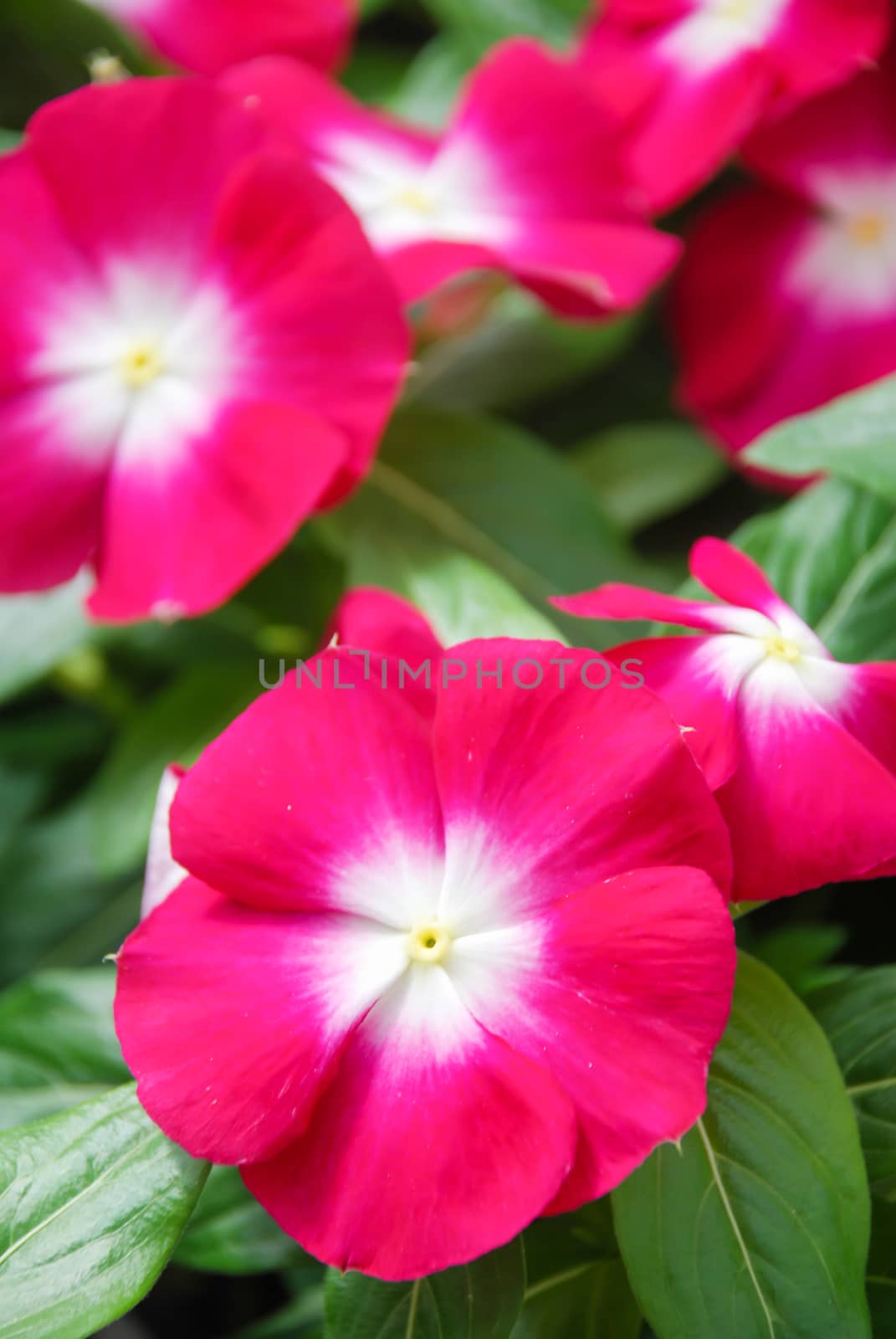 foliage vinca flowers, rose vinca flowers (madagascar periwinkle), potted vinca