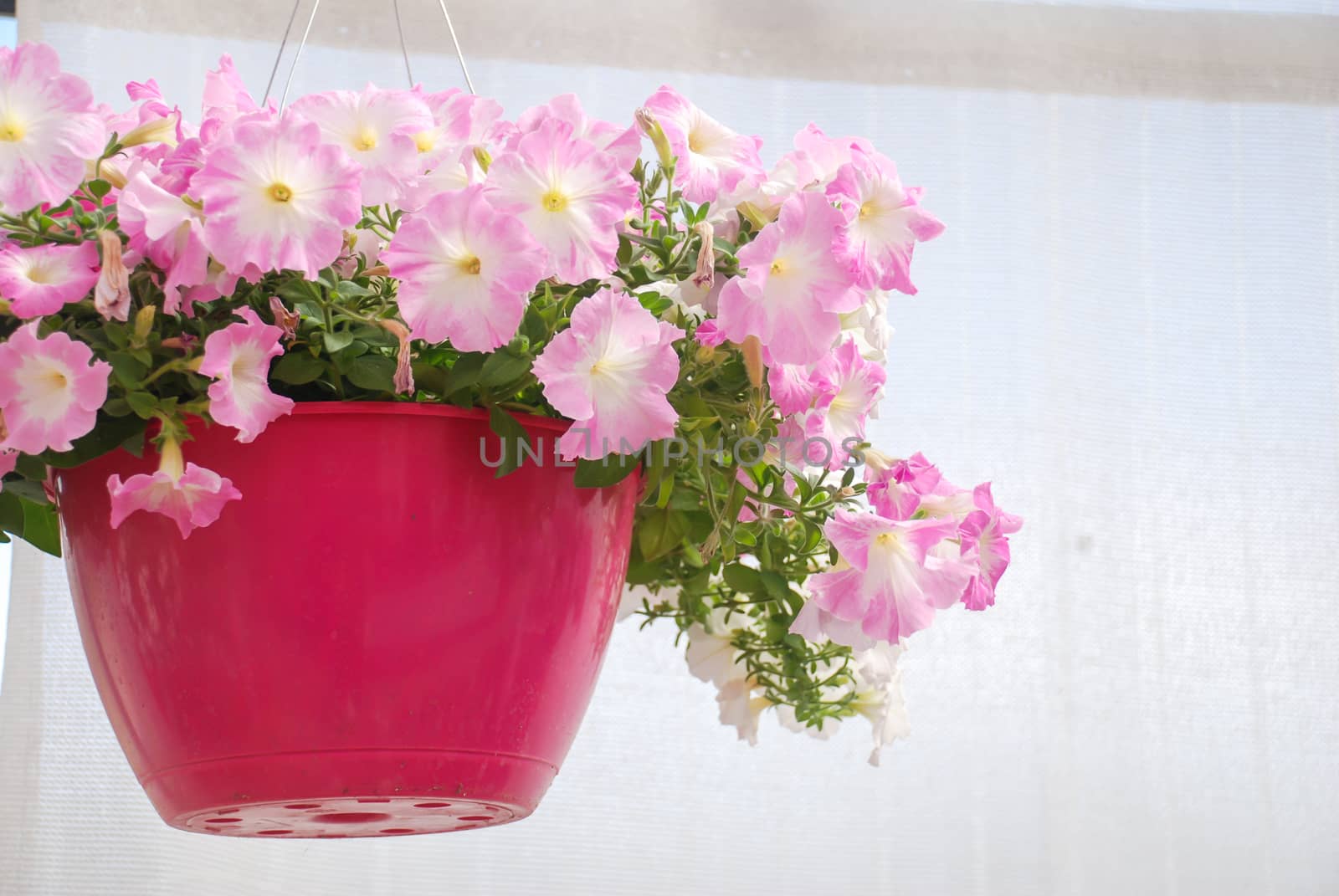 Petunia ,Petunias in the tray,Petunia in the pot, Pink shade