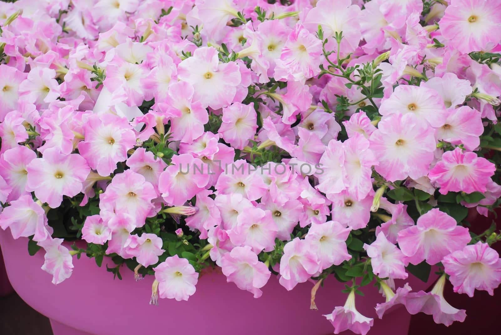 Petunia in the pot, Mixed color petunia  by yuiyuize