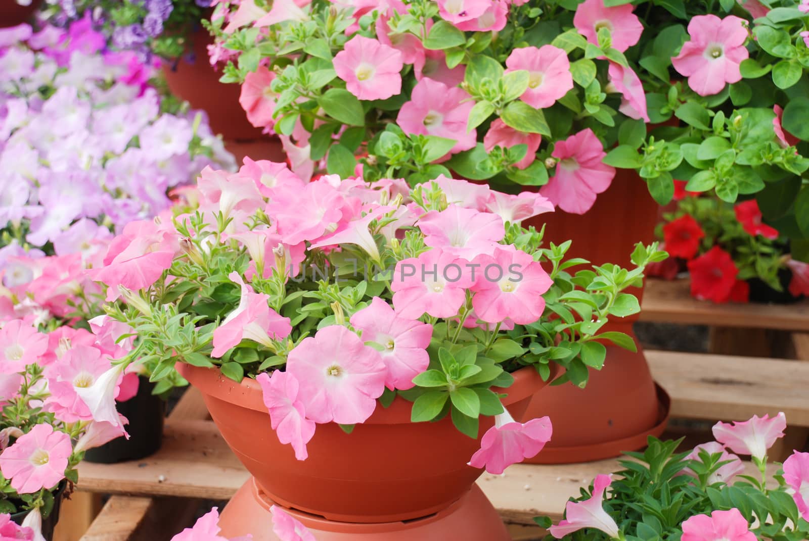 Petunia ,Petunias in the tray,Petunia in the pot, Mixed color petunia, pink shade 