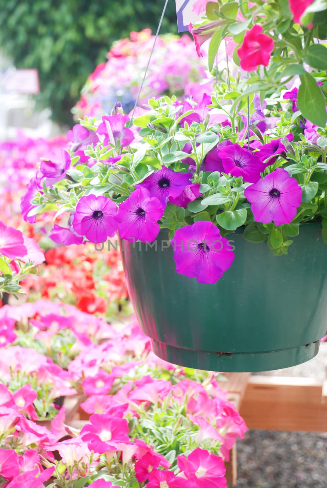 Petunia in the pot, Mixed color petunia  by yuiyuize