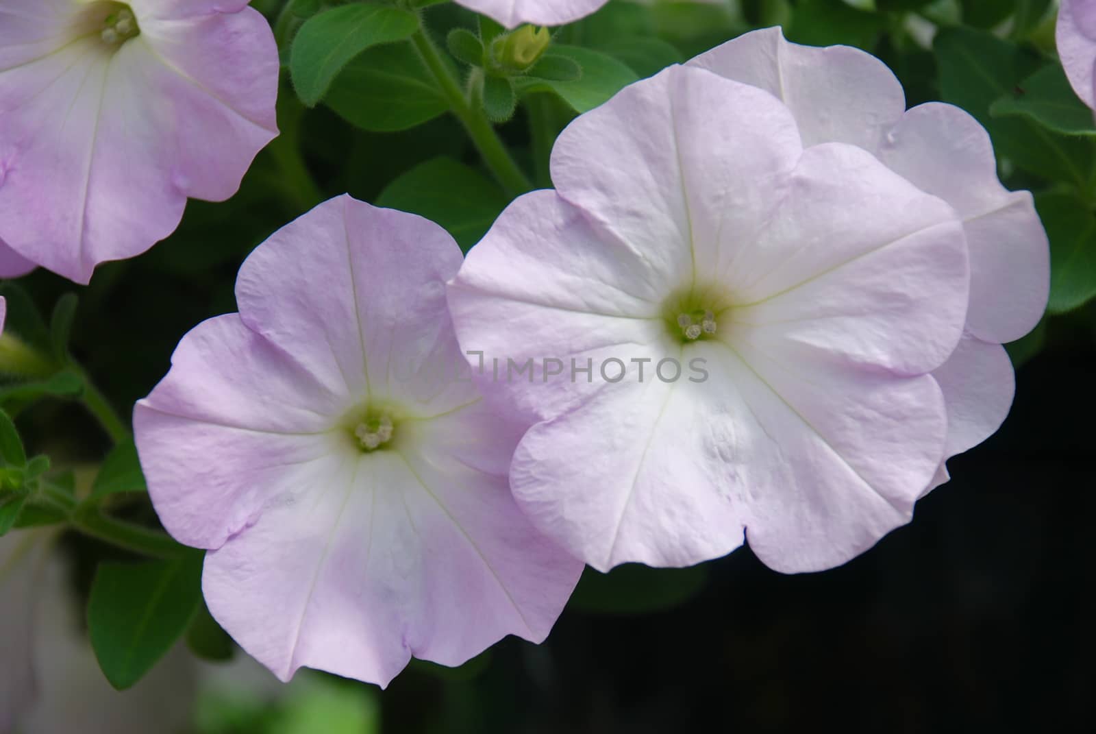 Petunia in the pot, lilac color petunia  by yuiyuize