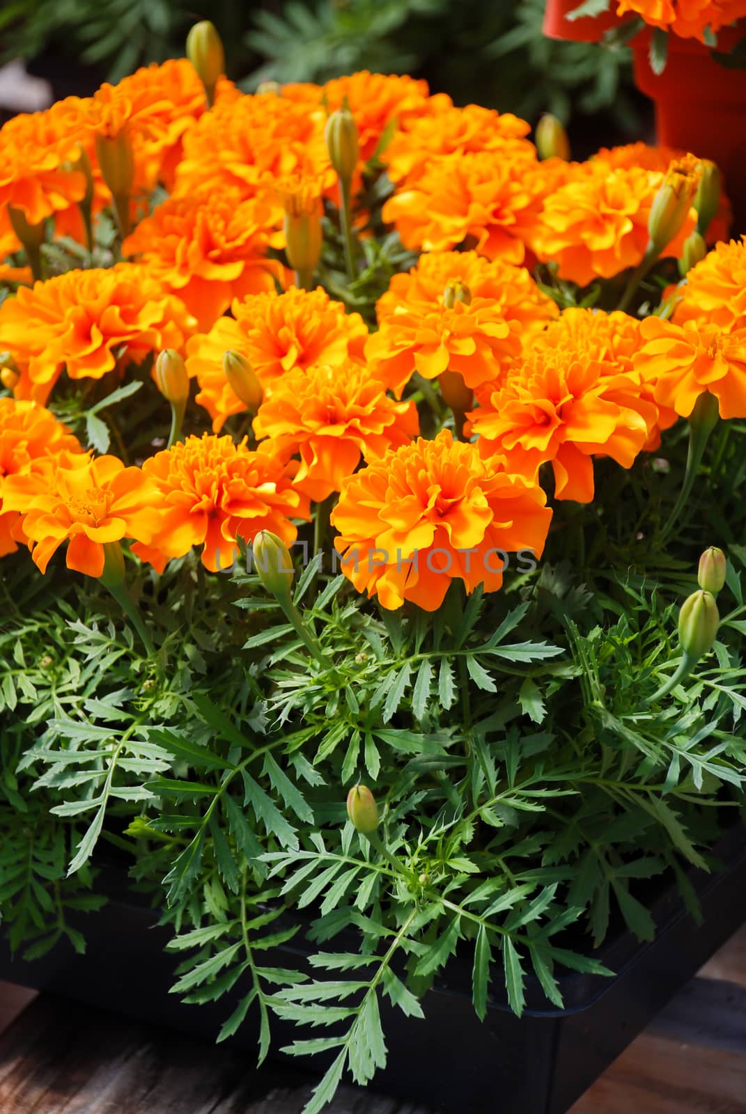 Tagetes patula french marigold in bloom, orange yellow flowers,  by yuiyuize