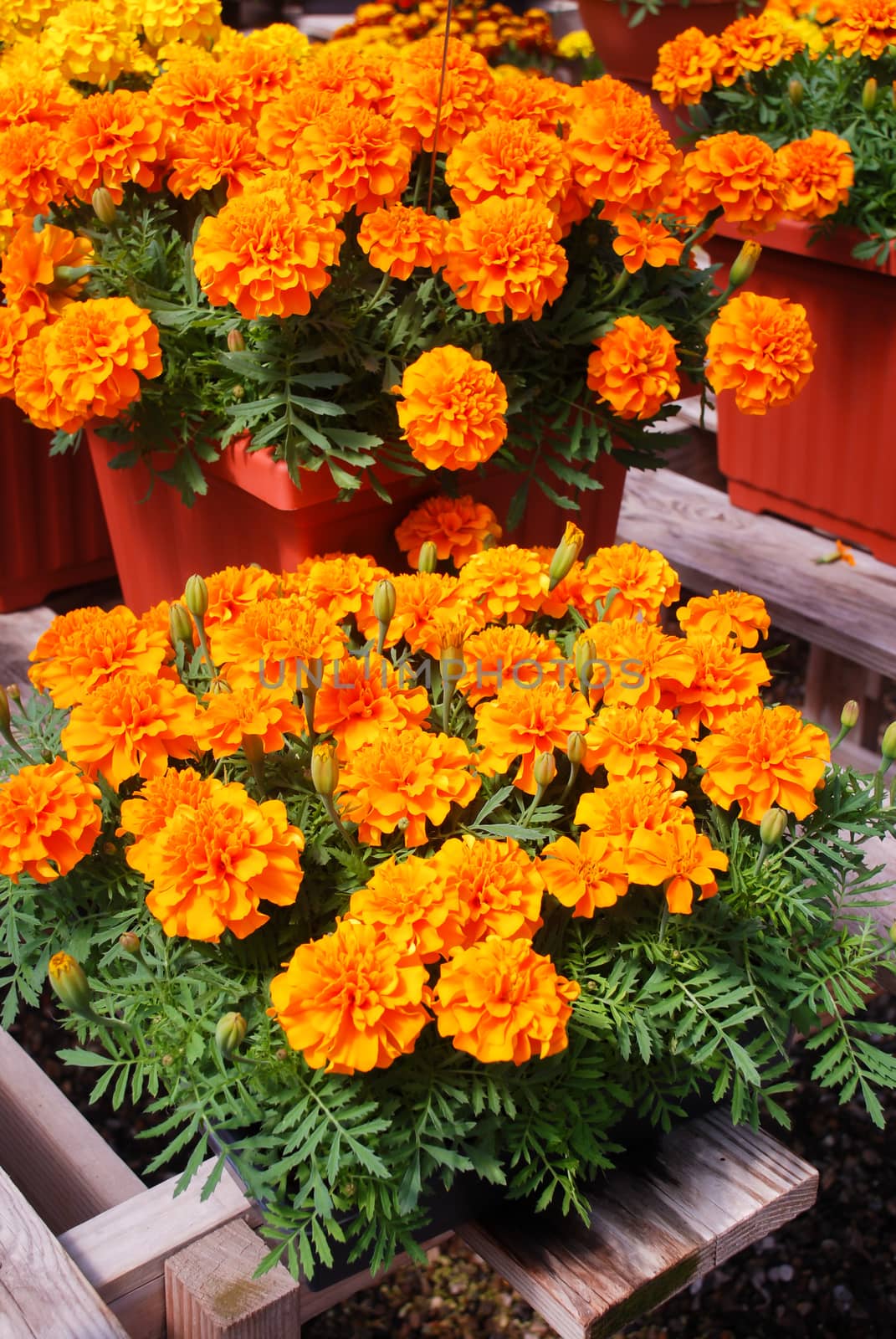 Tagetes patula french marigold in bloom, orange yellow flowers, green leaves, pot plant 