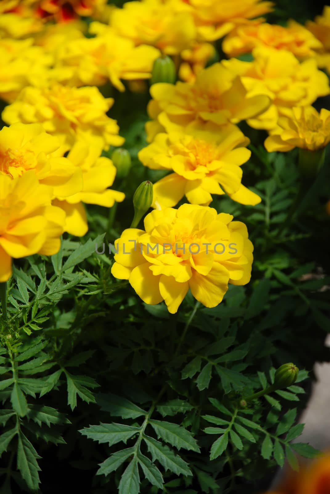 Tagetes patula french marigold in bloom, yellow flowers, green l by yuiyuize