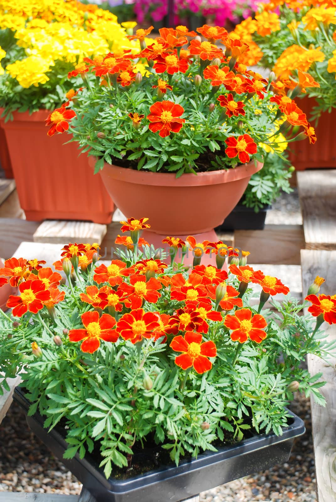 Tagetes patula french marigold in bloom, orange yellow flowers, green leaves, pot plant 