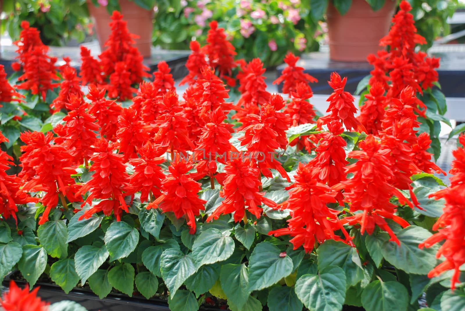 Red Salvia Splendens, Red flower pot plants in the black tray.