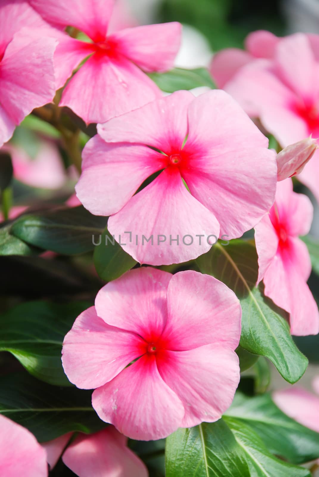 foliage vinca flowers, pink vinca flowers (madagascar periwinkle), potted vinca