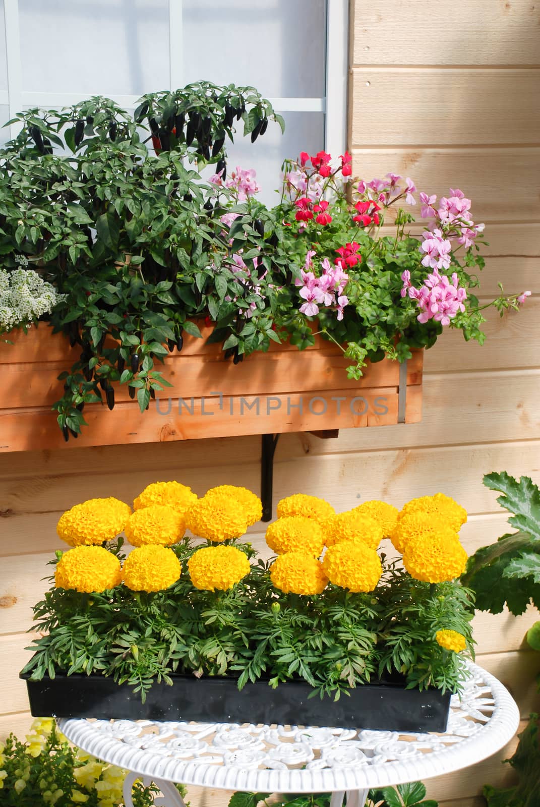 Marigolds Yellow Color (Tagetes erecta, Mexican marigold, Aztec marigold, African marigold), marigold pot plant on white table 