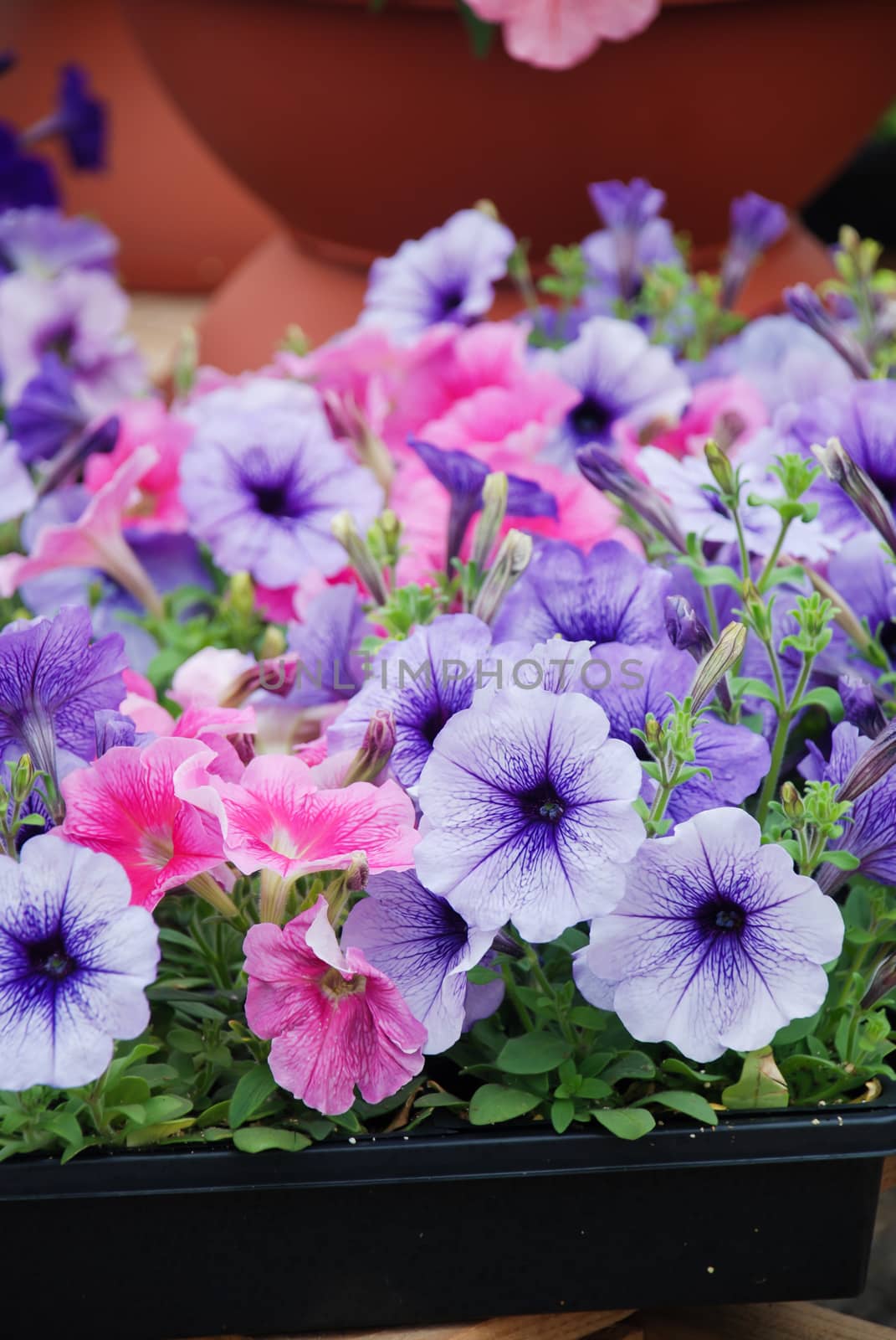 Petunia ,Petunias in the tray,Petunia in the pot, Mixed color petunia, blue and pink shade. 