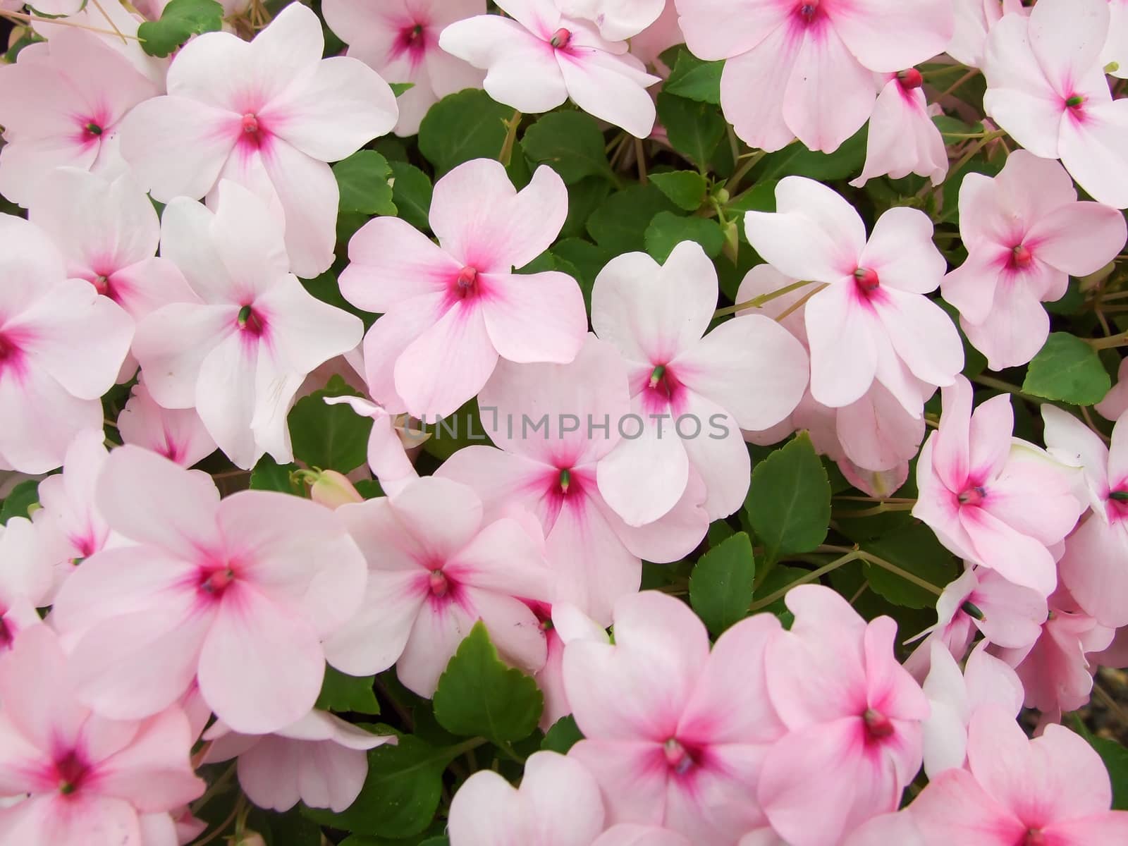 pink impatiens, Busy Lizzie, scientific name Impatiens walleriana flowers also called Balsam, flowerbed of blossoms in pink