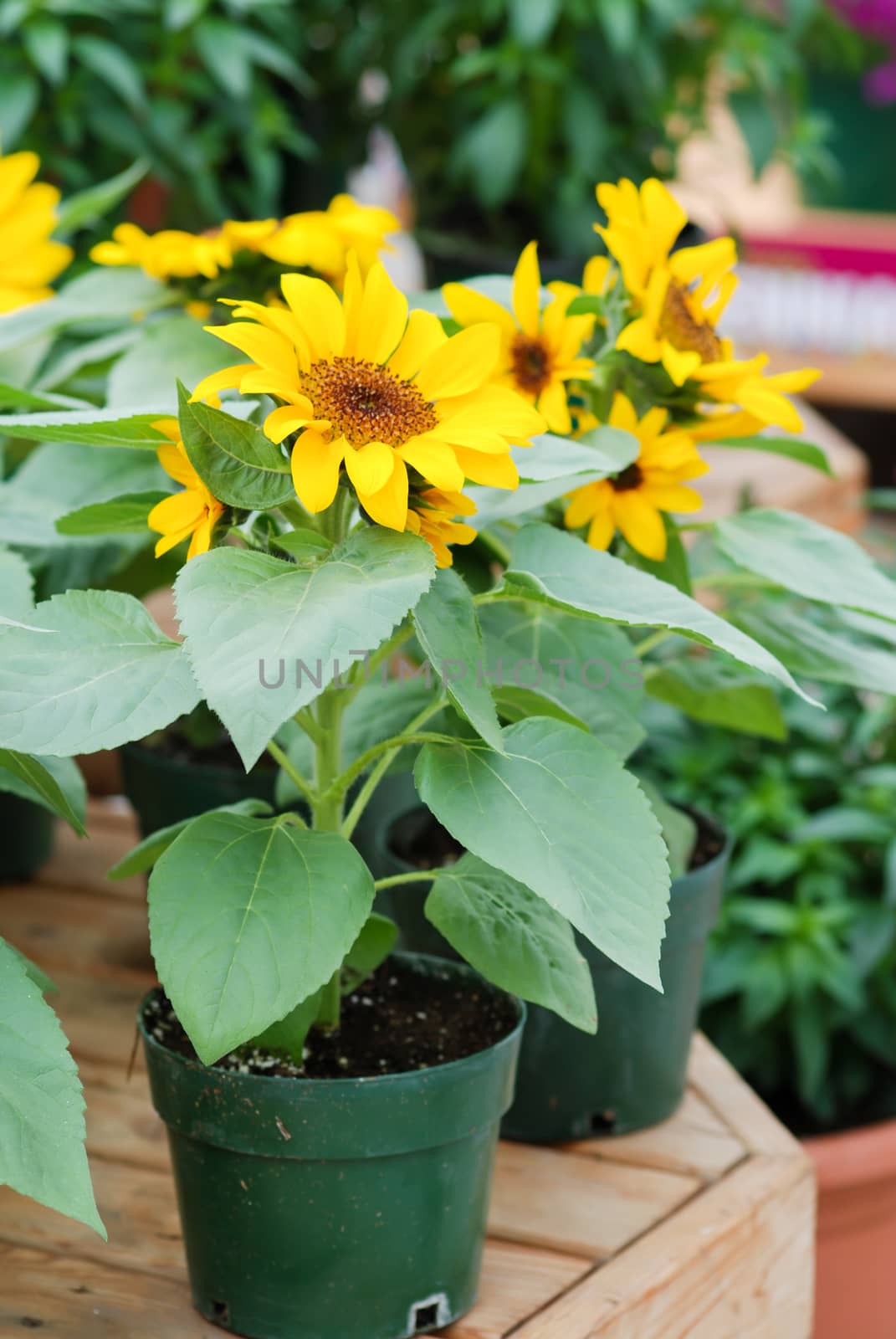 Helianthus annuus, small and potted sunflowers. dwarf helianthus by yuiyuize
