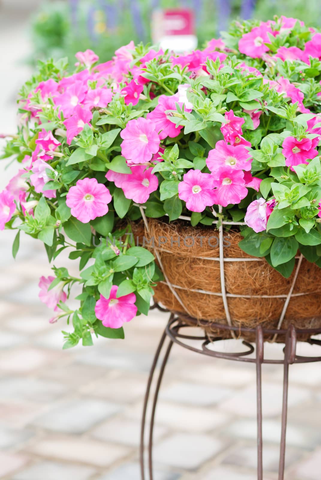 Petunia ,Petunias in the tray,Petunia in the pot, Pink color petunia 