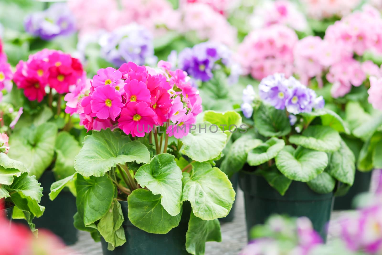 Primula Vulgaris blossom. Multicolor Country Garden Primula Flowers, Primrose Multicolored flowers