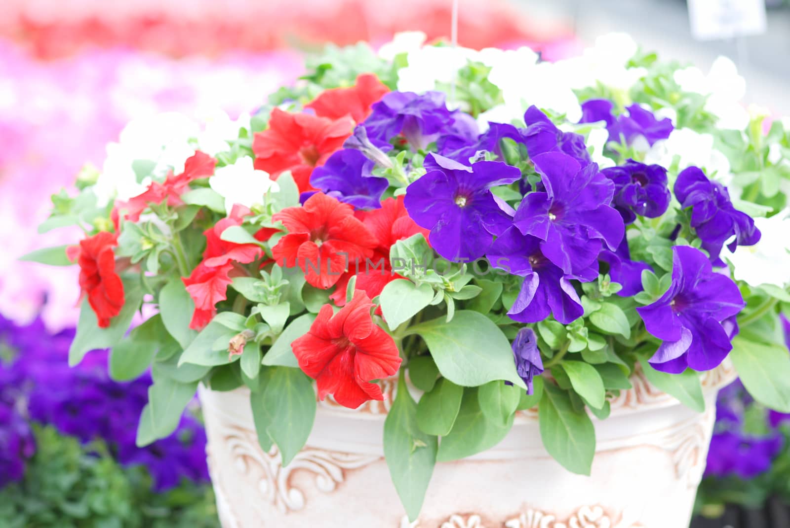 Petunia in the pot, Mixed color petunia  by yuiyuize