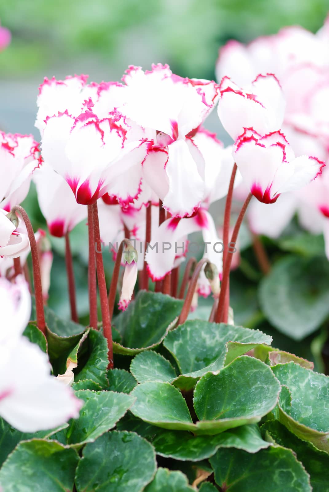 Cyclamen with pot in nursery. Flower greenhouse. Primulaceae Family. Cyclamen persicum.
