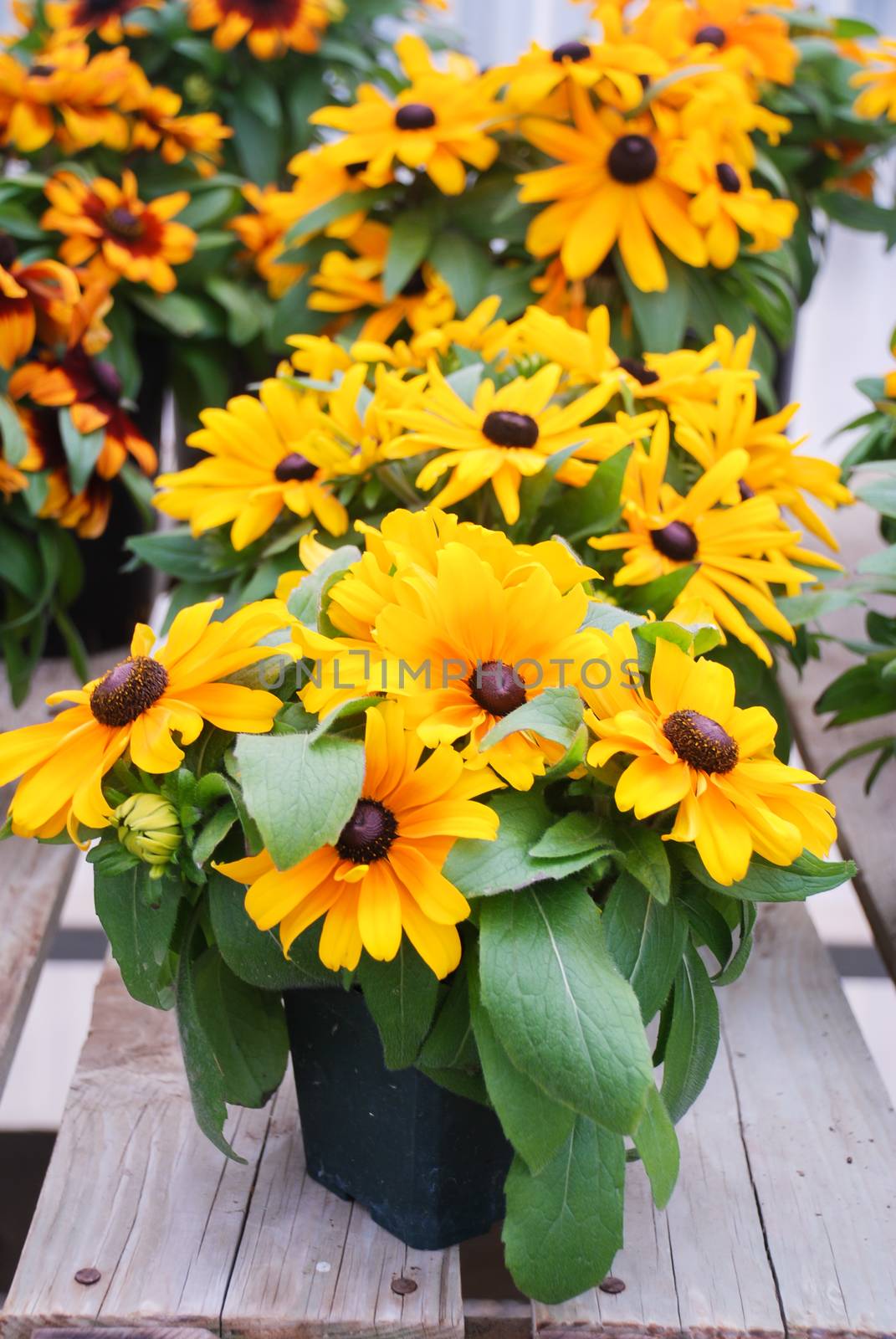 Yellow black-eyed susans, Rudbeckia hirta, flowering in a summer by yuiyuize