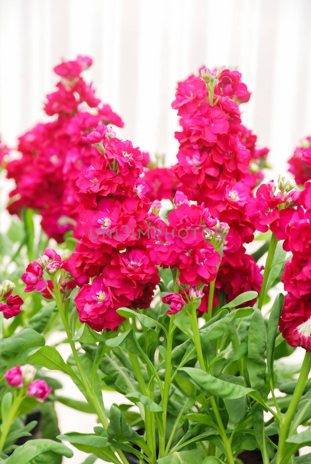 Matthiola incana flower, stock flowers, cut flowers in nursery, potted plant