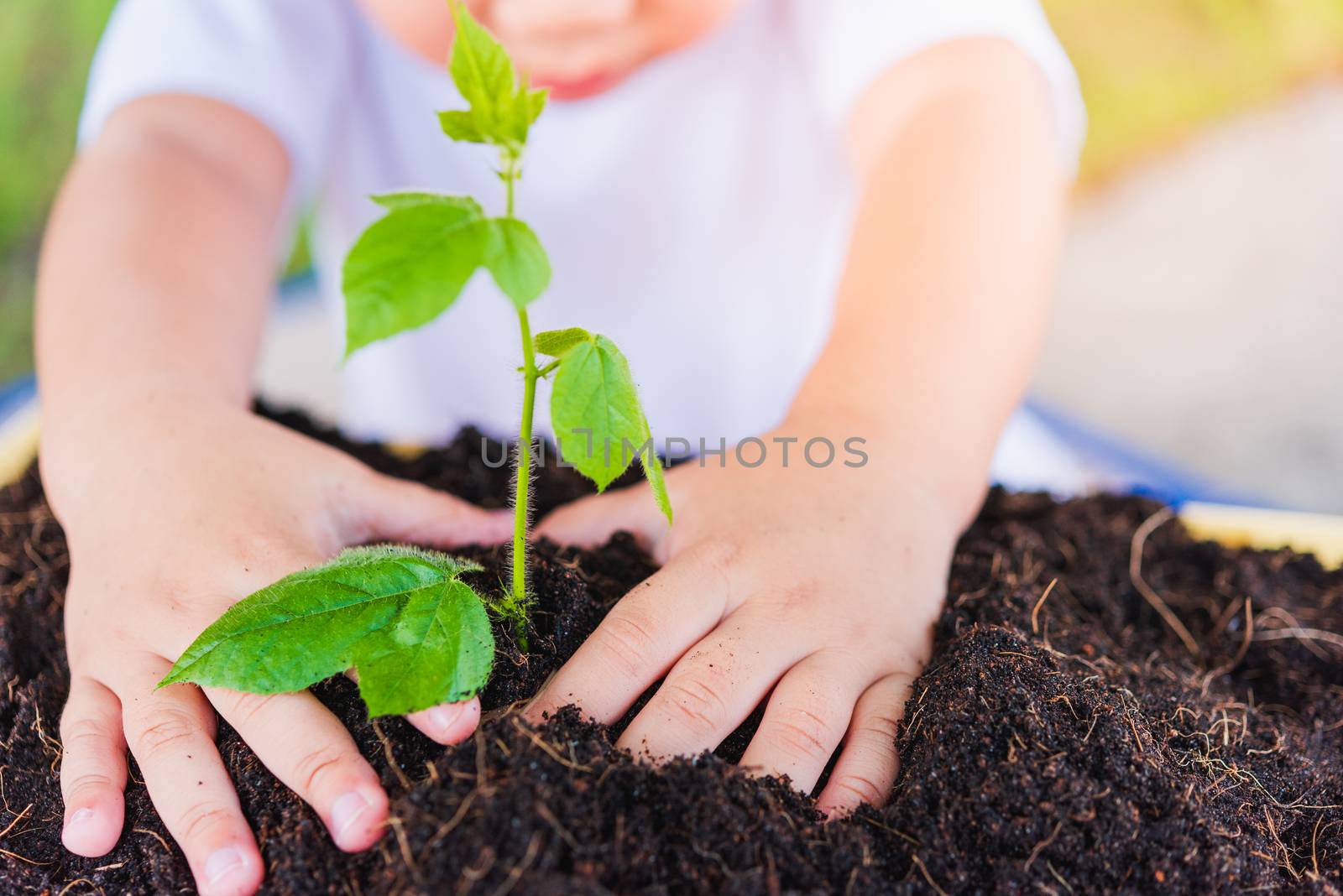 Hand of Asian cute little cheerful child boy planting young tree by Sorapop