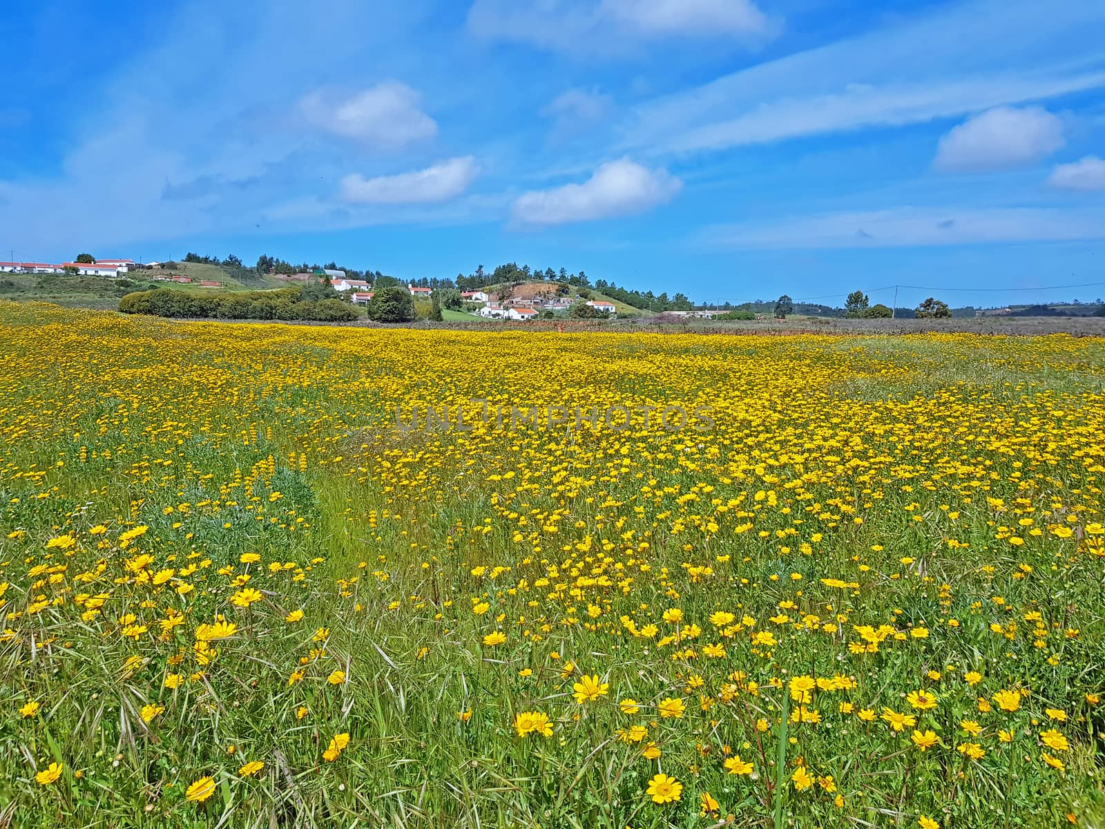 Spring in the countryside from Portugal