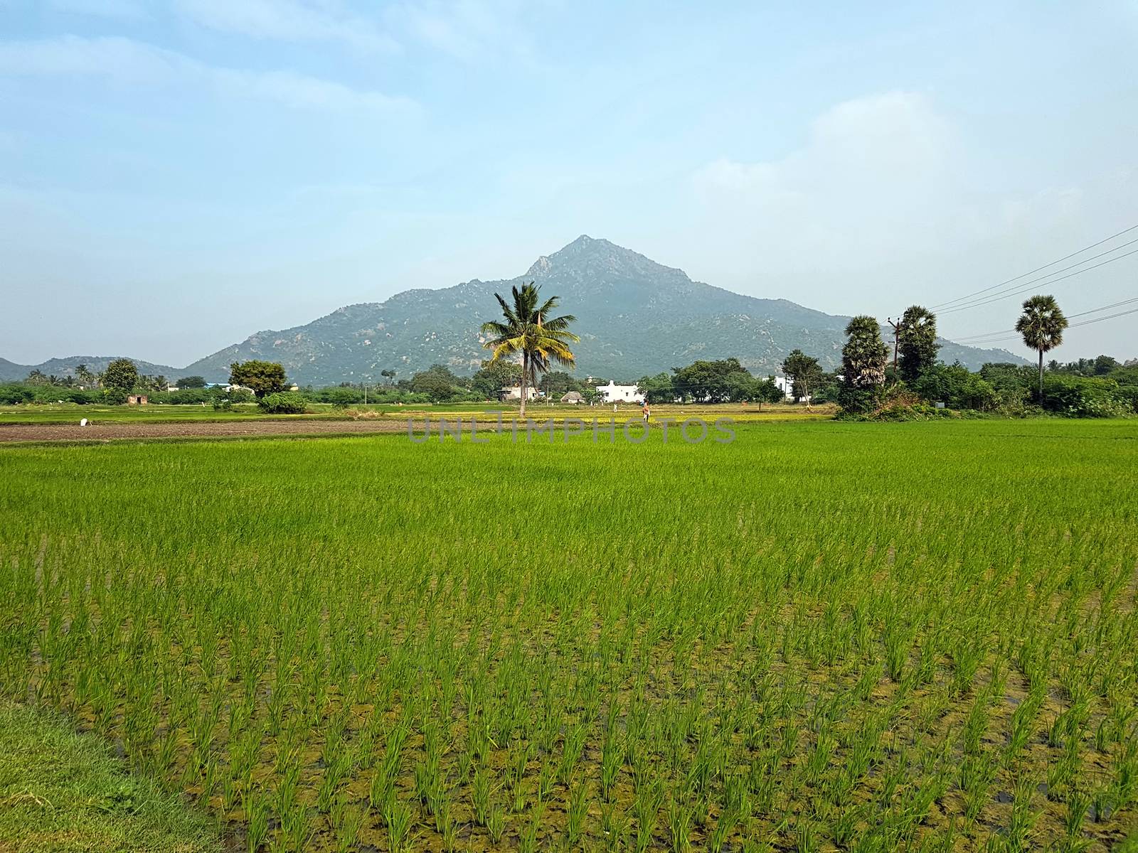 The mountain Arunachala is the oldest mountain on earth and modern research has confirmed that Arunachala is older than the Himalaya's and indeed one of the oldest mountain on earth in Tiruvannamalai 
