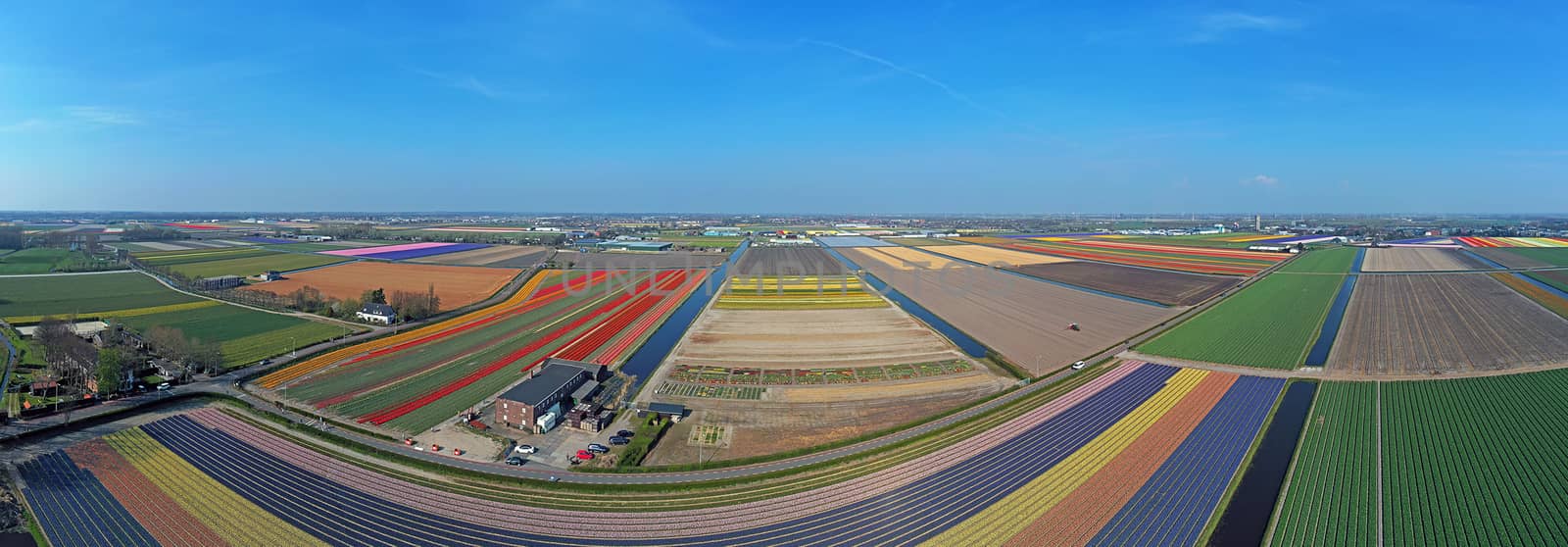 Aerial panorama from tulip fields in spring in the Netherlands by devy