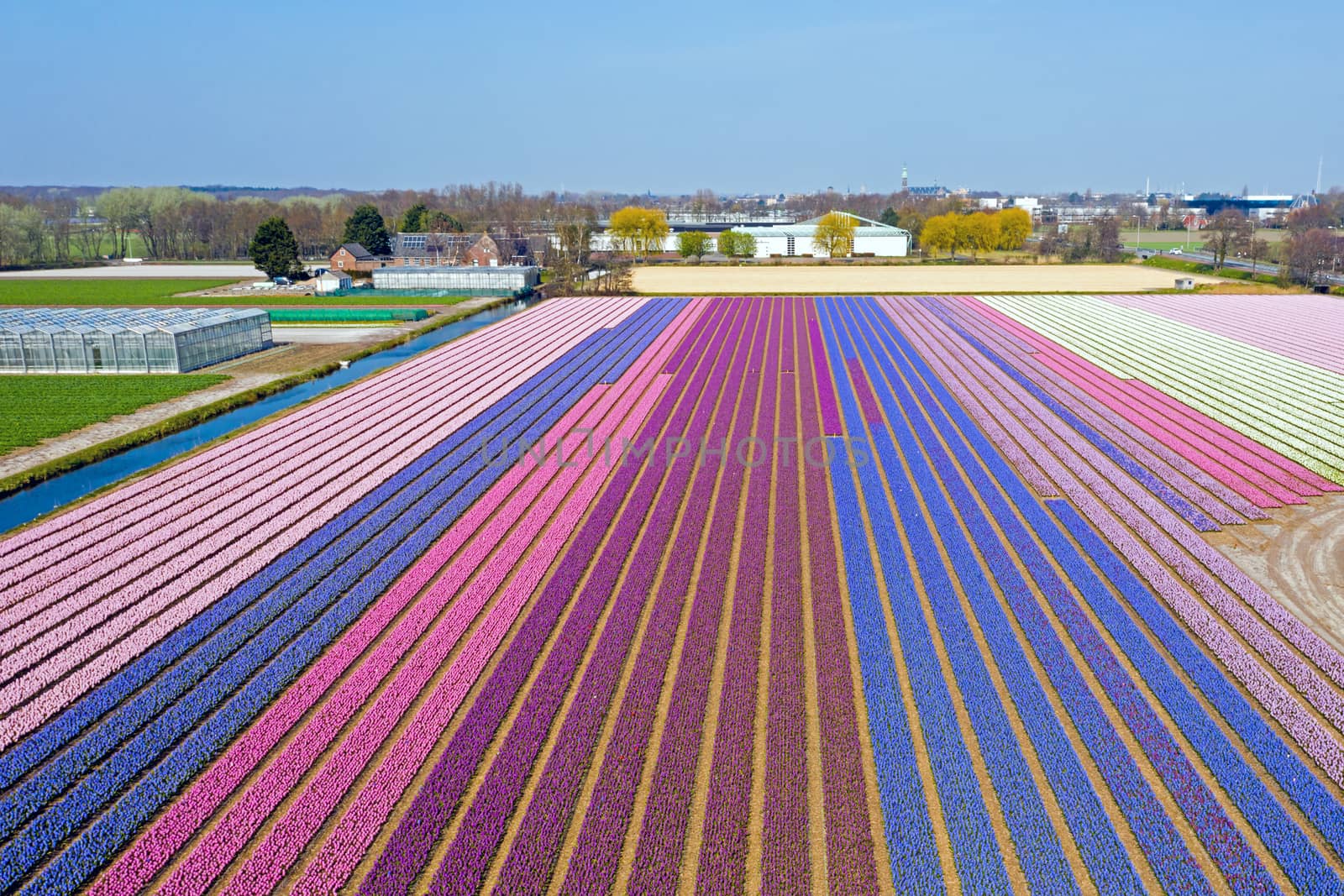 Aerial from blossoming hyacinth fields in the Netherlands