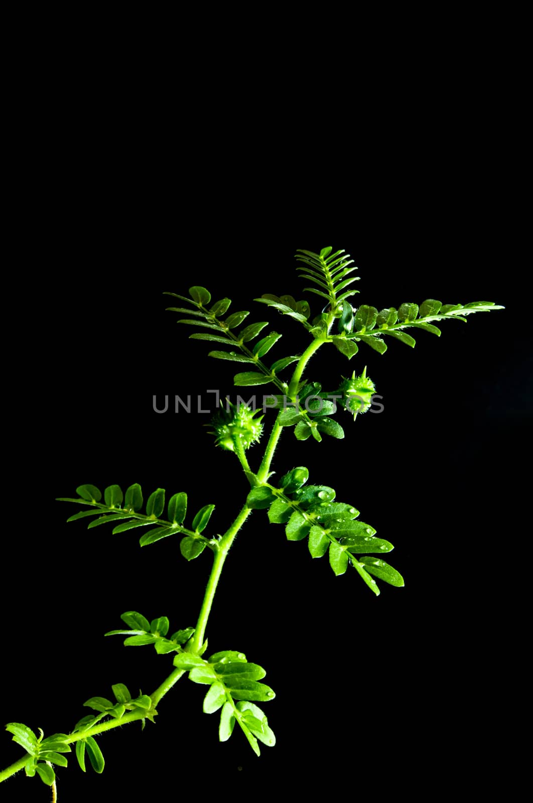 small caltrops weed and leaves, isolated freshness plant on black background