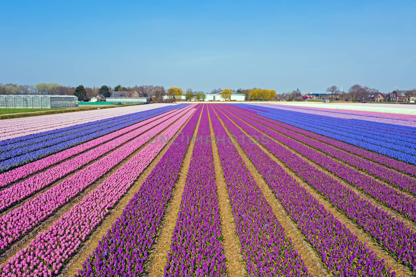 Aerial from blossoming hyacinth fields in the Netherlands