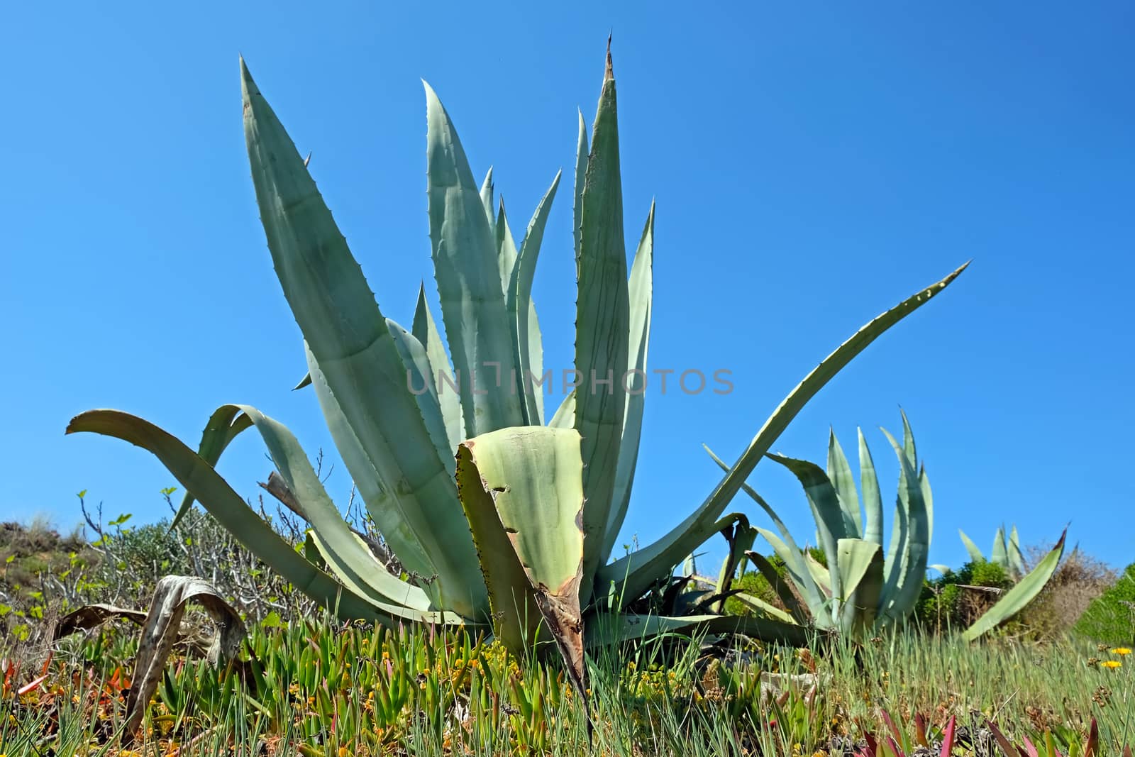Aloe plant in the fields from Alentejo in Portugal