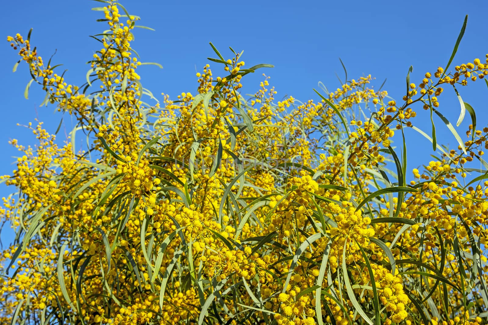 Blossoming mimosa and a blue sky