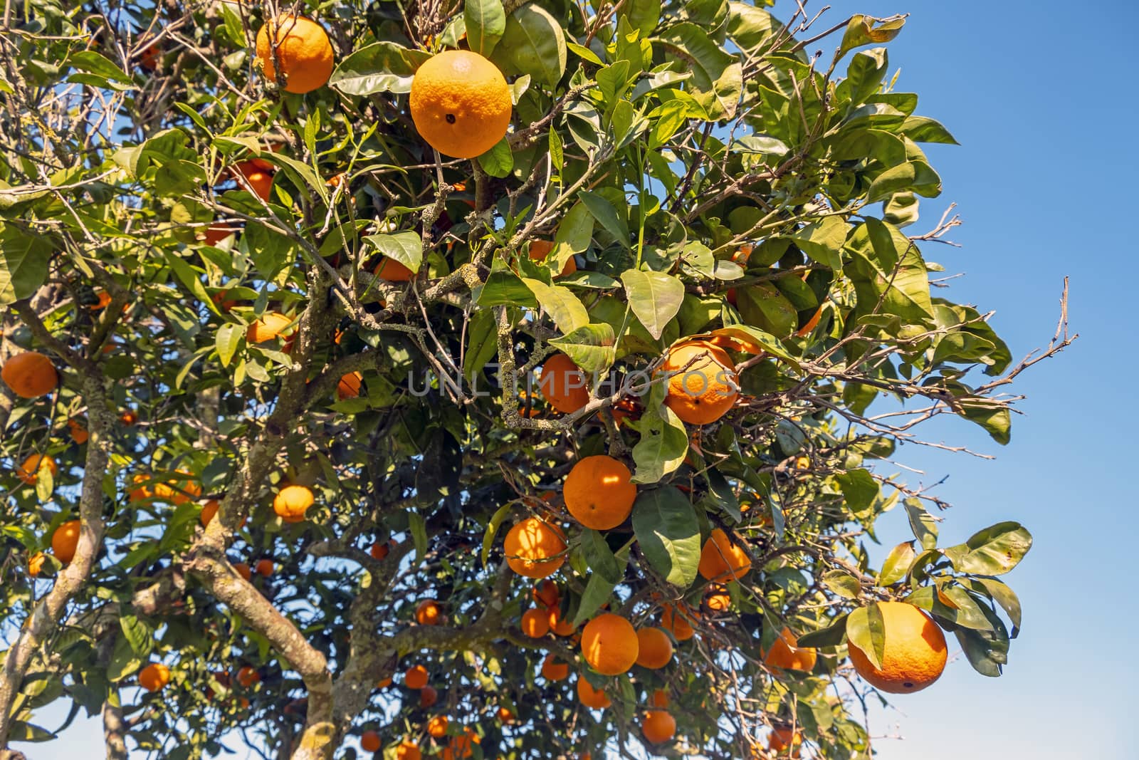 Orange tree in the countryside from Portugal